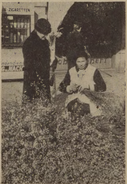 Handel wiosennymi kwiatami na targu w kwietniu 1938